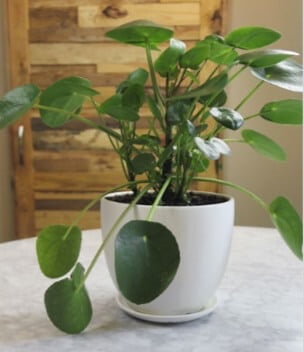 Chinese money plant (Pilea peperomioides) is a popular houseplant that can be propagated by removing offsets, or pups, that emerge from the soil on the main stem 