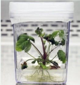 Tissue-cultured plants growing in nutrient solution can be cloned in large quantities with fewer pest and disease problems. 