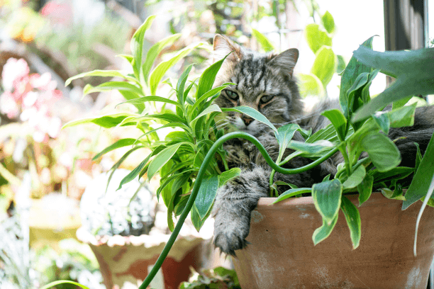 Einstein snuggled into a potted variegated tricyrtis (a perennial from outdoors that tolerates all sorts of abuse inside—including Einstein compression).