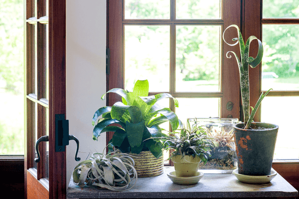 A group of bromeliads (members of the pineapple family), including Tillandsia xerographica, Vriesea fenestralis, and Quesnelia marmorata, sits in front of the French doors.