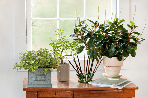 A grouping of peperomias is sufficiently adaptable to go just about anywhere in your home or office.