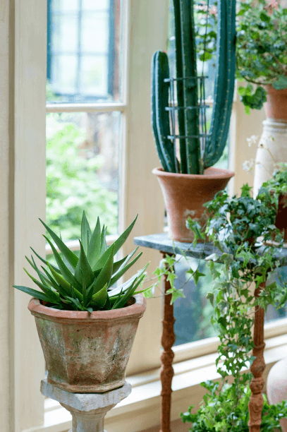 Although her heart belongs to geraniums, Lee Link hosts all descriptions of indestructibles in her home, including (clockwise from top) euphorbia, ivy, and aloe.