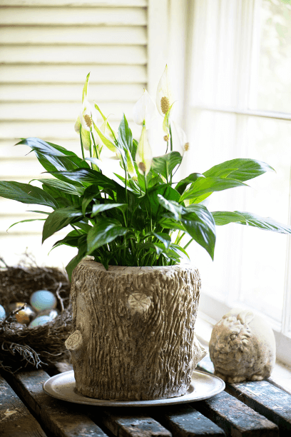 Peace lily (Spathiphyllum) is one of the best plants for cleaning air, and it can look very different depending on its presentation. Here it goes rustic