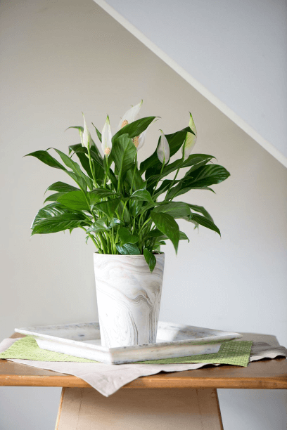 Got a modern home? Peace lily can take on a contemporary spin.