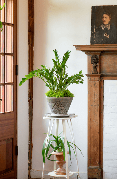 I’ve seen a lot of lackluster ZZ plants (Zamioculcas zamiifolia), but if you match one with a cool container, it gains a new sense of importance.
