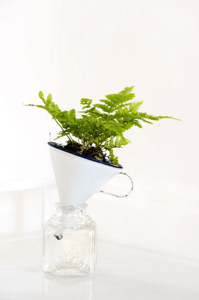 Indestructibles let you have a lark, like this athyrium fern in a funnel.