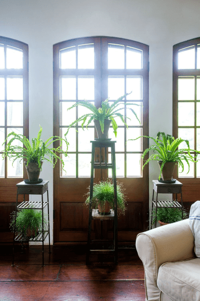 A tall stand with room only for one plant on its top is pretty much Einstein-proof.