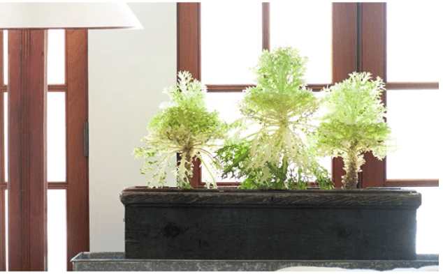  A chorus line of flowering kale is amazingly low maintenance indoors.