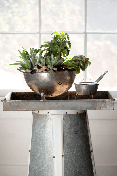 Rock-solid kalanchoes work as a team in a colander, and they all love the additional drainage.