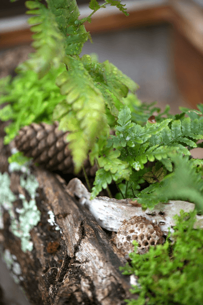 This hollowed-out log is actually a planter with drainage holes and a cavity to receive the moss and ferns that dwell in peace and harmony within.