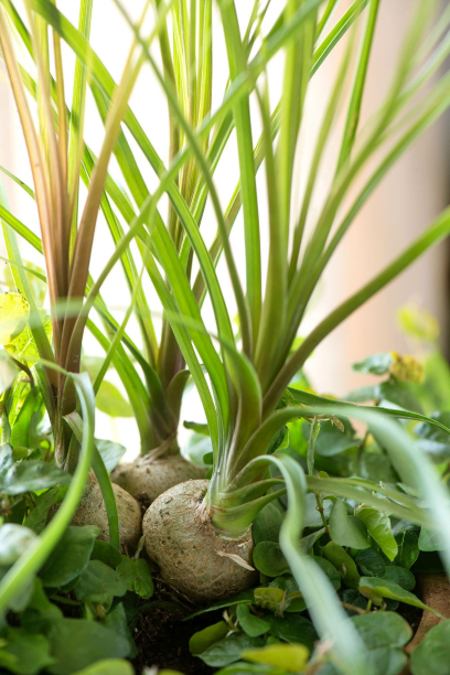 Ponytail palms can be purchased as small plants and usually have several bulbs together. You can leave them in tandem until they begin to swell.
