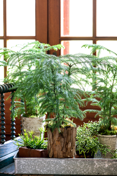 Norfolk Island pine (Araucaria heterophylla) forms a little green forest and brings the outdoors inside. Here it is coupled with rhipsalis.