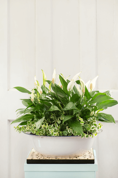 Although it wasn’t love at first sight between the peace lily and me, the plant has won me over. When combined with Ficus pumila ‘Snowflake’ in an enamel basin, what’s not to like?