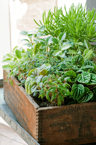 The array of textures available in peperomias creates a habitat in a wooden shoebox, including Peperomia caperata, P. orba ‘Pixie’, P. griseoargentea, and P. ferreyrae.