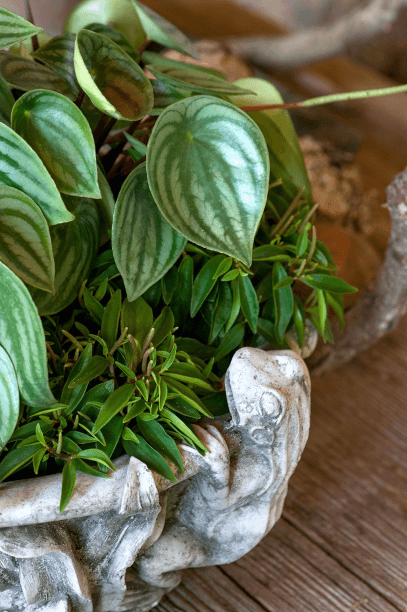 Everyone knows watermelon peperomia, Peperomia argyreia, and you can buy it anywhere plants are sold.