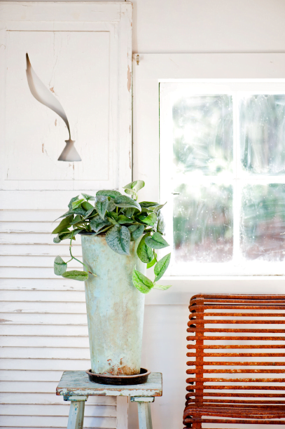 Silver satin, Scindapsus pictus ‘Argyraeus’, is a pothos of a whole different color. It’s absolutely elegant, especially in a verdigris umbrella stand.