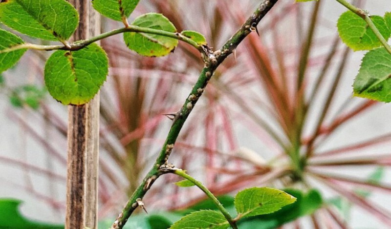 Rệp Vảy – Loài Rệp hại chích hút nhựa cây