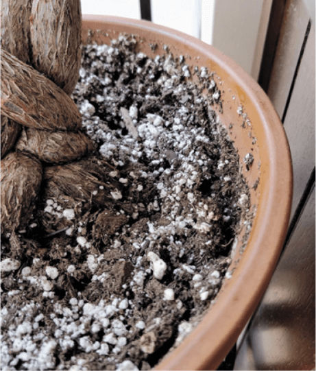My money tree grows well in this peat and perlite mix—roughly two parts peat to one part perlite.