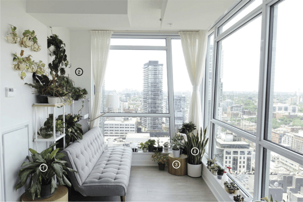 Here’s a room in a high-rise apartment, where large windows and few obstructions mean ideal light for most foliage plants. The windows on the far wall are facing west and on the right wall are facing north. In the following pages, we’ll measure the amount of light on the plants keyed in this photograph.