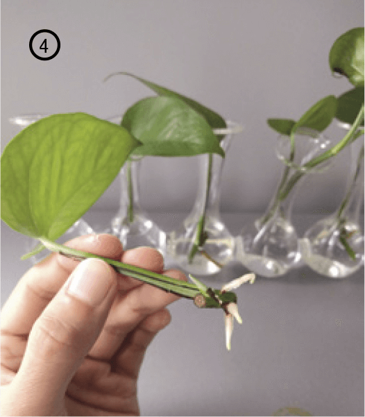 4. After a few weeks, you should see some new roots growing from the stem. You can transplant the cuttings into a small pot once the new roots are about an inch long.