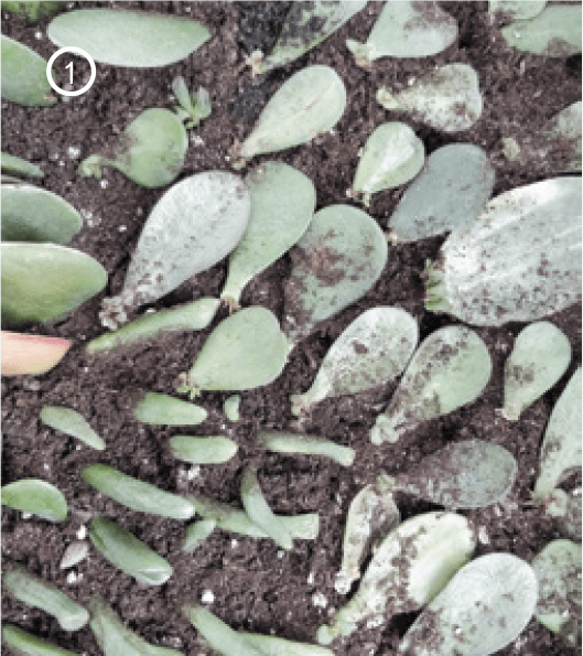 1. An army of leaf cuttings from a jade plant rooting in a mixture of peat moss, perlite, and coarse sand.