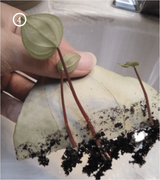 4. A different version of propagation by leaf cutting involves cutting a section of a leaf and inserting the cut edge into the soil. Each vein on the leaf has the potential to root and start a new plant. This method works with peperomia (pictured above), sansevieria, and begonia.