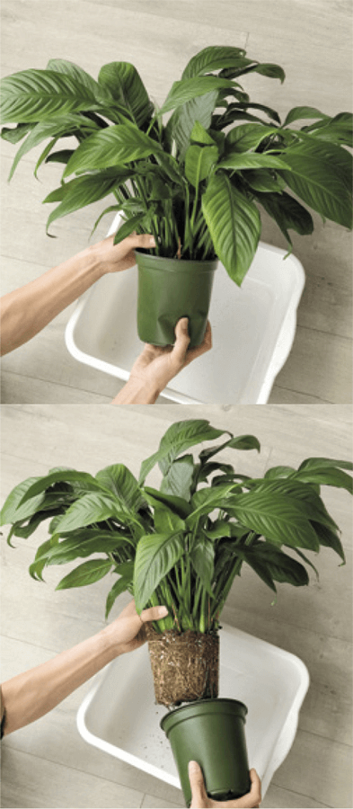 1–2. Unpot the plant: If the pot is planted in a plastic nursery pot, you can squeeze the base of the pot as you gently pull the entire plant out. If the pot is rigid, you can use a small trowel to separate the root ball from the outer edges of the pot as you pull up the plant.