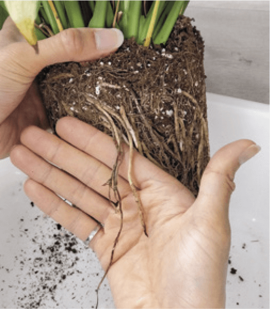 3. Check for any rotting roots—they’ll be dark brown or black and mushy. Remove these!