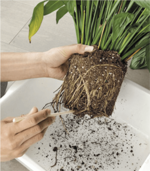 4. Gently tease apart the root ball with a chopstick. As much as possible, avoid breaking roots, but don’t worry if you do. It’s more important that you untangle the root ball to give the roots a head start in establishing themselves in the new soil.