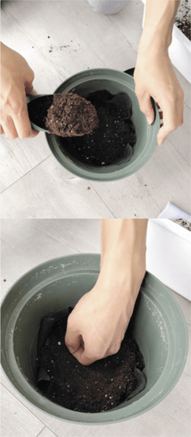6–7. Fill the bottom of the pot with some soil and tamp it down gently so it is somewhat compressed. The height of this base layer should allow your plant to sit with its soil line about half an inch from the top of the pot. This will make watering more convenient, as you can allow the water to initially pool on the surface of the soil and let it gradually seep down, ensuring an even moisture distribution.