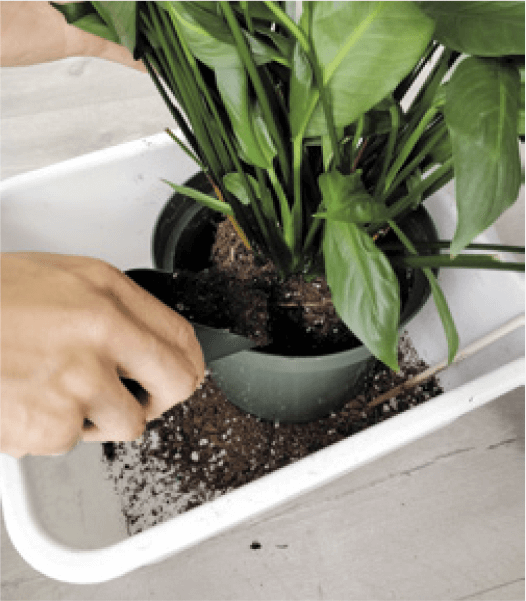 8. Place the plant in the center of the pot. Using a small trowel/scoop, fill the pot with soil from the sides of the root ball. You can gently shake the pot to get the soil to settle around the roots—you want the soil to fill in the spaces between the roots