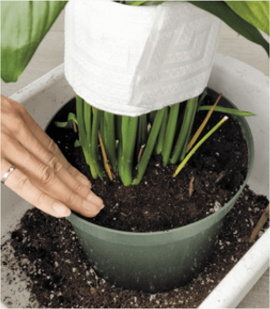 9. Continue to fill and settle the soil until you reach the top of the pot. Then gently tamp down the soil. It should now sit at least a half inch below the rim of the pot. I’m using a curtain tie to hold up the foliage—makes it easier to see your soil line as you work!