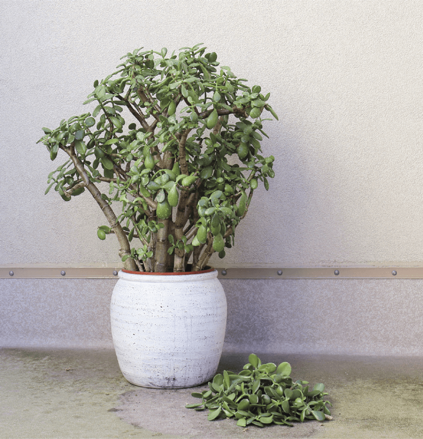 This mealy bug–infested jade plant went through a hard pruning, which will both get rid of many mealy bugs and encourage new growth—a win-win situation!