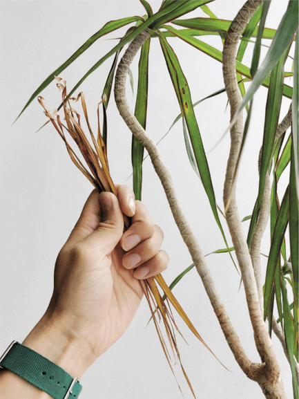 Older leaves on this Dracaena marginata naturally fall off as new ones emerge at the tip. Every line on this trunk is the scar of an old leaf. Therefore, know your growing conditions, and let nature take its course—older leaves will fall off.