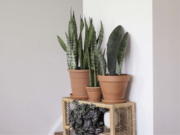 Snake plants are classified as “easy” because they can maintain their broad leaves for years even while living several feet from a window, which, as you’ll learn, corresponds to lower watering frequency. 