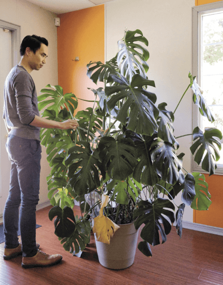 A monstera is a large plant that can be enjoyed for many years if you have the space!
