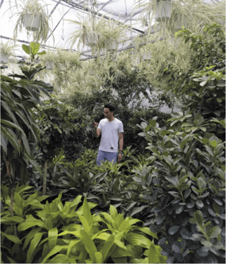 Plant nurseries have an amazing selection of house plants.