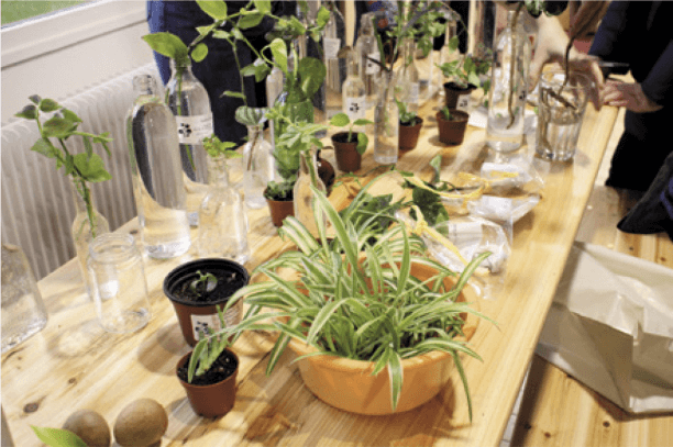 The plant swap: Trading cuttings at a plant swap is an economical way to get new plants, and it’s always fun chatting with other plant parents.