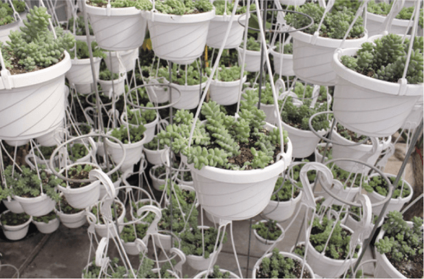 It’s often difficult to choose that one favorite specimen at a nursery. I’m going to need a few hours to browse these burro’s tails.