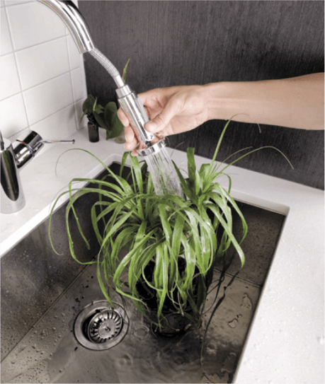 A good soaking will benefit any plant that is growing nicely in the right light. A pot with drainage holes will allow excess water to drain away, leaving the soil evenly saturated.