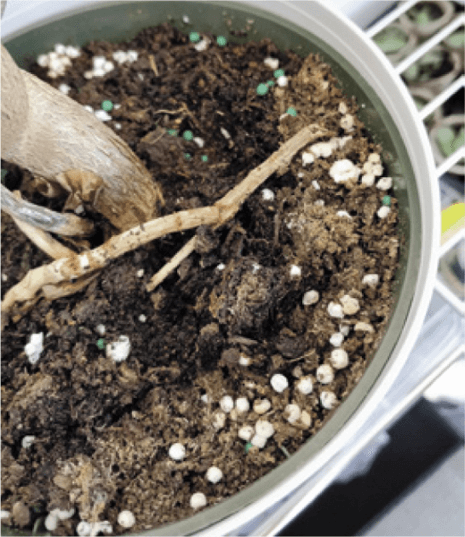 It’s important to ensure that water is distributed as evenly as possible, since dry pockets of soil can cause roots in those areas to die even when you think you’ve “watered” the plant.