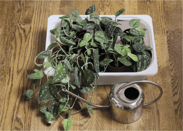 Smaller plants can be watered in a plastic tub. You can let them sit in water until the soil is saturated, and then put them back in their saucers.