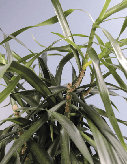 Indoor specimens are relatively small compared to how the same species would grow in the wild, so pruning them produces more drastic change than does, say, pruning a tree. However, given time and the right conditions, your plant will continue to grow from the point where you cut it, as in the case of this dracaena. Growers often take advantage of this phenomenon to produce multiply branched specimens of many of the common house plants we know and love.