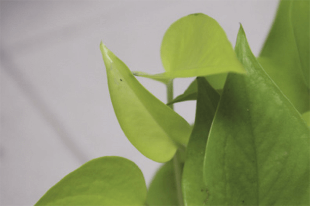 An adult thrip on a neon pothos—notice the translucent patches. This is leaf damage caused by thrips.