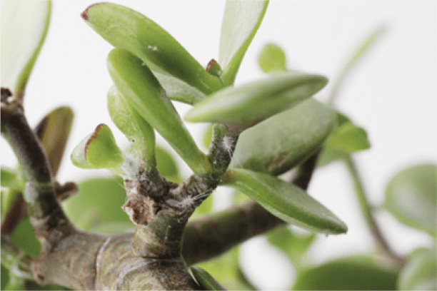 Mealy bugs on a jade plant.