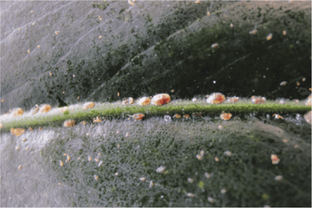 Scale insects on a monstera leaf.