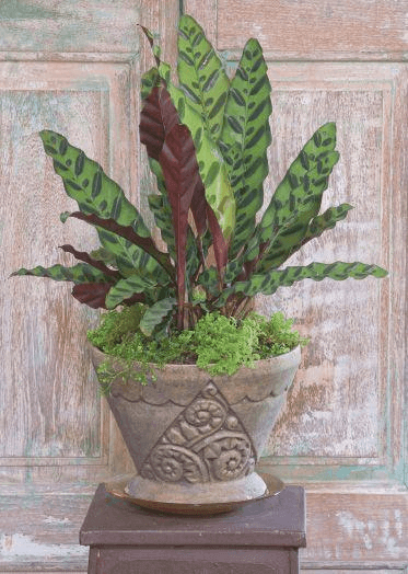 For such an exotic-looking plant, Calathea lancifolia is mercifully low maintenance.