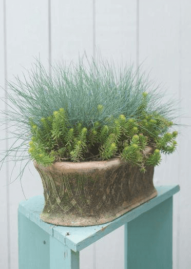Festuca glauca ‘Boulder Blue’ was an easy target for Einstein to maul in a window box, partnered with Sedum ‘Angelina’.
