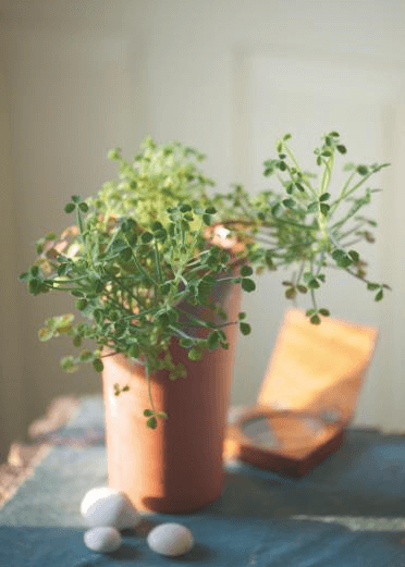 After some nips and tucks, the woody stems of Oxalis herrerae can take on a bonsai-like appearance.