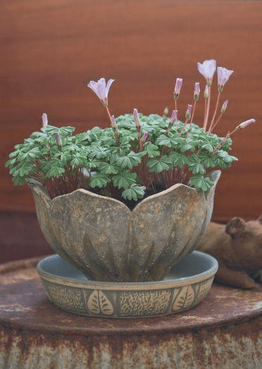With small tufts of blue-green, split leaves on reddish stems and crowned by lavender-colored flowers, Oxalis adenophylla is an easy, handsome package.